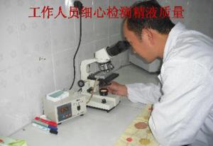 Staff carefully test the quality of semen